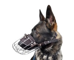 Botnita pentru Ciobanesc German mascul