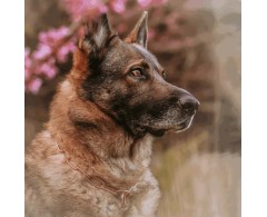 Zgarda profesionala strangulanta Hermann Sprenger CUROGAN , 3.0 mm cu zale lungi