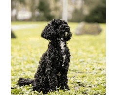 Zgarda profesionala pentru dresaj ULTRA-PLUS Micro INOX 1,5 mm , 30 cm