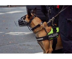 Botnita militara pentru Ciobanesc Belgian Malinois