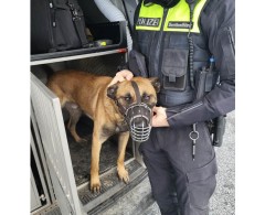 Botnita militara pentru Ciobanesc Belgian Malinois