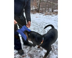 Perna de muscatura profesionala PROFI cu maner bucla si maner detasabil pentru dresaj canin .