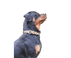 Zgarda strangulanta din piele Olive Green ROSA Junior Hundebedarf 25 mm x 50 cm