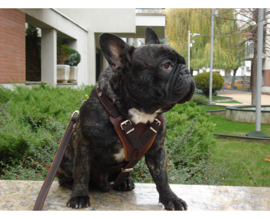 Ham de lux pentru caini confectionat din piele naturala fett si captusit cu piele moale nappa