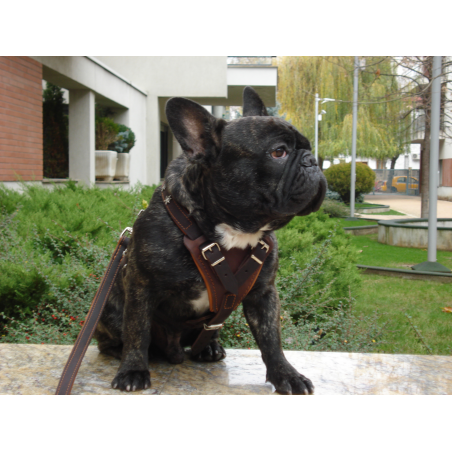 Ham de lux pentru caini confectionat din piele naturala fett si captusit cu piele moale nappa