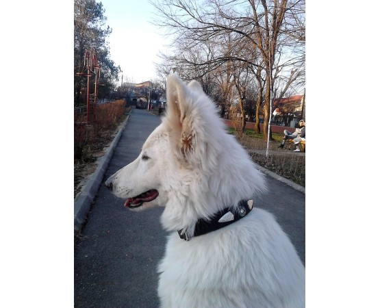 Zgarda de lux pentru caini din piele naturala si cristale Swarovski albe