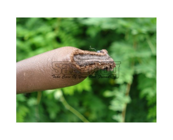 Bici profesional pentru dresaj canin 