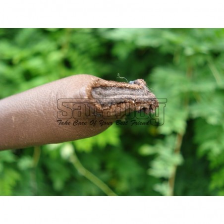 Bici profesional pentru dresaj canin 