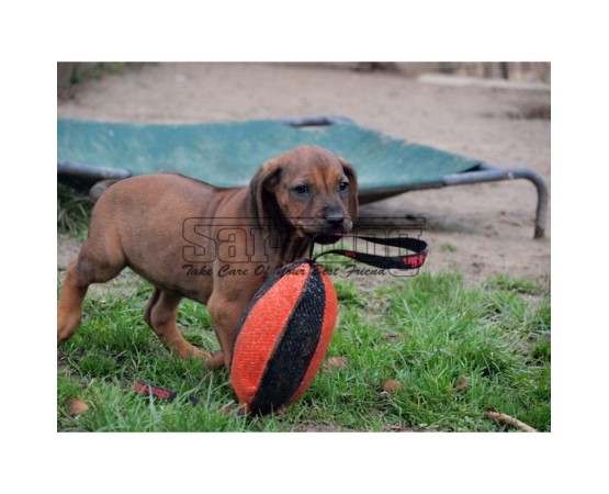 Minge pentru dresaj canin , din material francez 