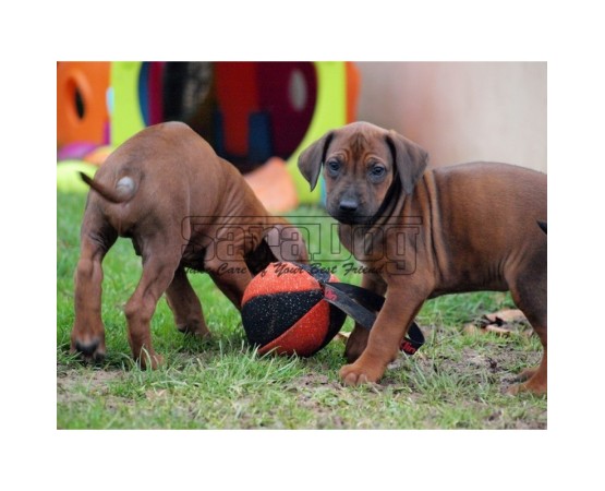 Minge pentru dresaj canin , din material francez 