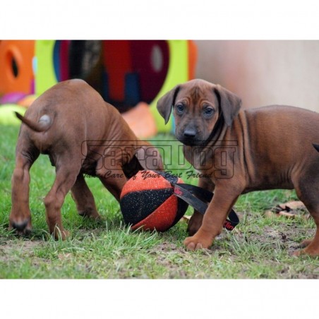 Minge pentru dresaj canin , din material francez 