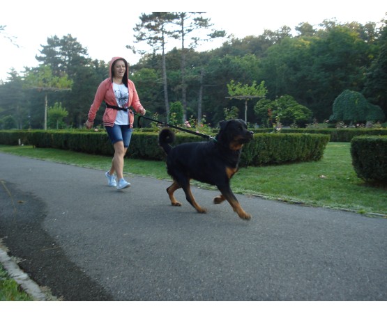 Lesa centura pentru jogging caini