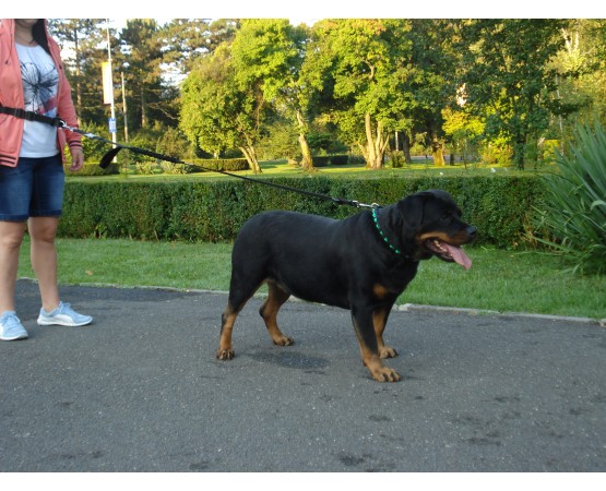 Lesa centura pentru jogging caini
