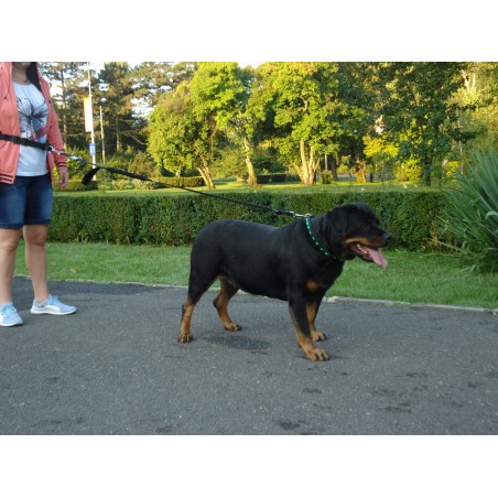 Lesa centura pentru jogging caini