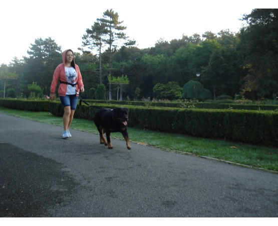 Lesa centura pentru jogging caini
