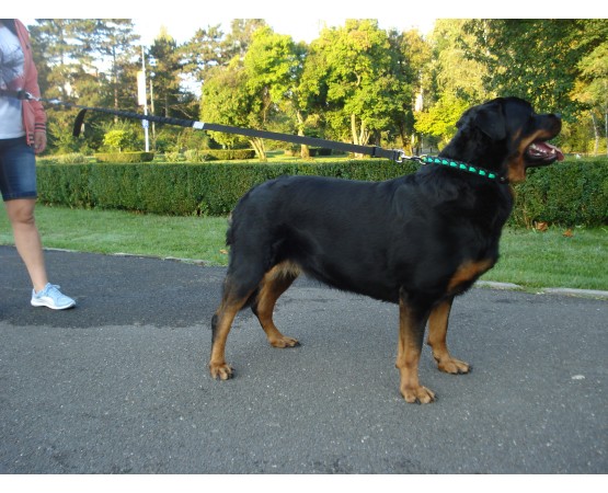 Lesa centura pentru jogging caini