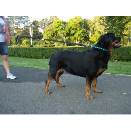 Lesa centura pentru jogging caini