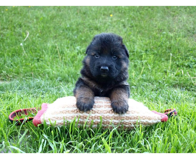 Perna de muscatura pentru dresaj canin , din iuta