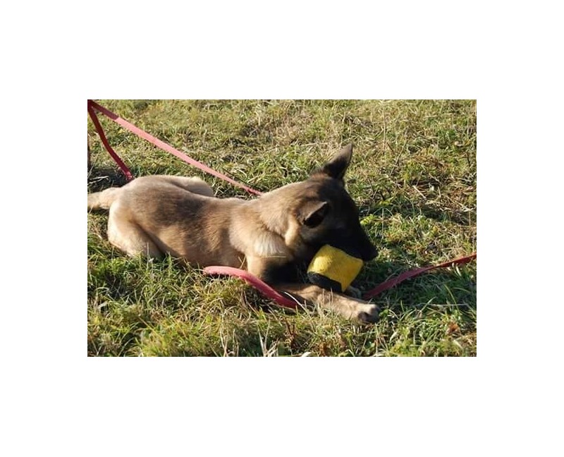 Minge pentru dresaj canin , din material francez