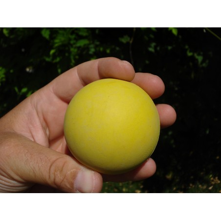 Minge pentru caini , din cauciuc natural moale