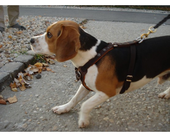 Ham de lux pentru caini confectionat din piele naturala fett si captusit cu piele moale nappa