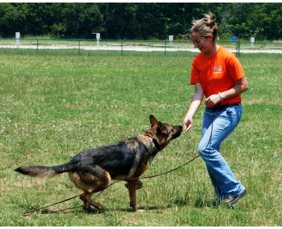 Clicker pentru dresaj canin Academia Starmark