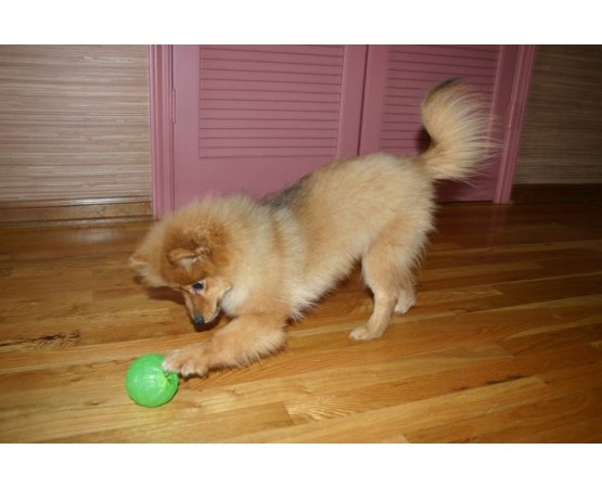 Minge interactiva pentru caini Academia Starmark