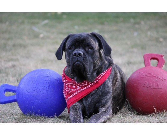 Minge pentru caini / Tug n toss jolly ball