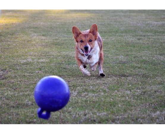 Minge pentru caini / Tug n toss jolly ball