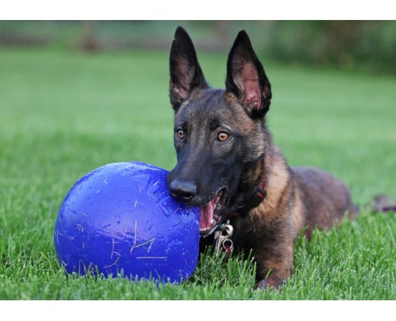 Minge pentru caini / Tug n toss jolly ball