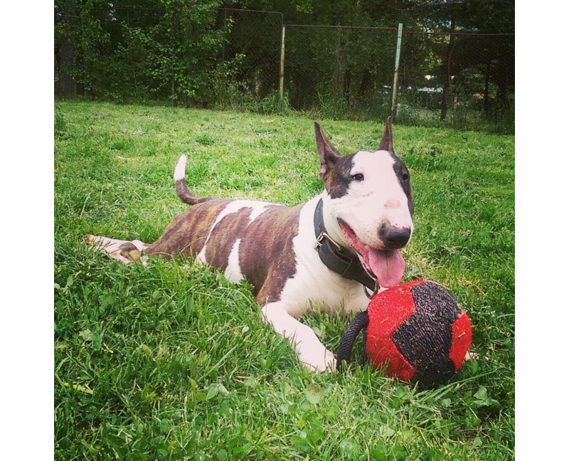 Minge pentru dresaj canin , din material francez