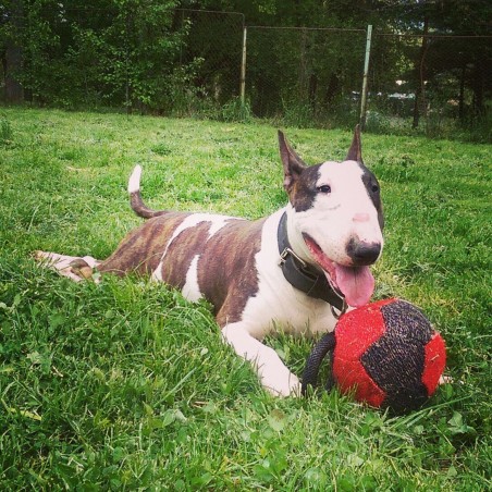 Minge pentru dresaj canin , din material francez