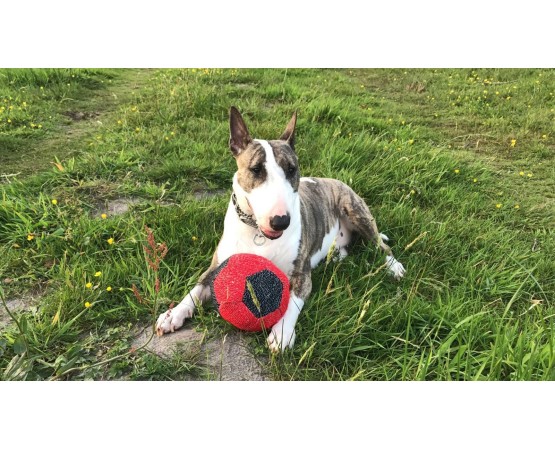 Minge pentru dresaj canin , din material francez