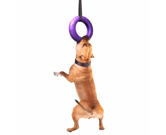 Puller dog fitness tool Maxi