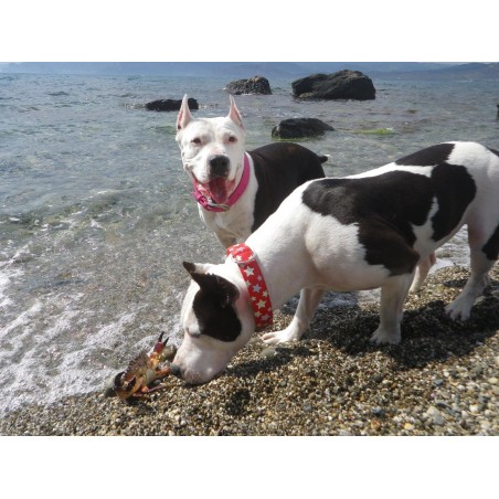 Zgarda piele colectia Glamour