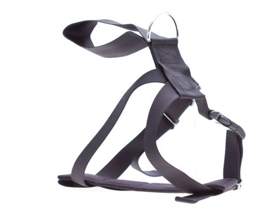 Ham & centura siguranta transport caine.