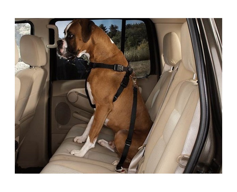 Ham & centura siguranta transport caine.