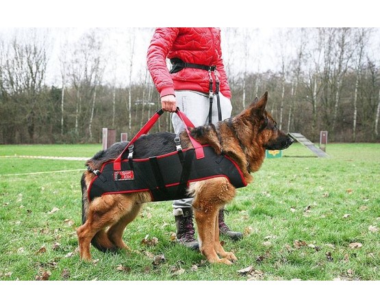 Ham special pentru caini cu probleme locomotorii