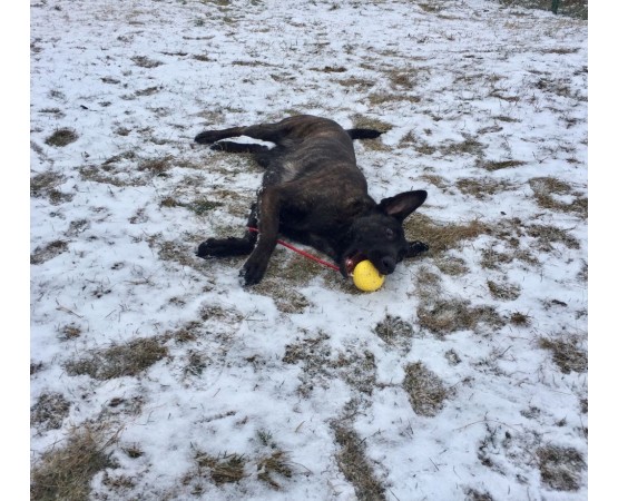 Minge cu snur caini yellow super ball