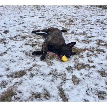 Minge cu snur caini yellow super ball