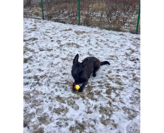 Minge cu snur caini yellow super ball