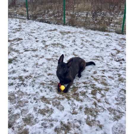 Minge cu snur caini yellow super ball