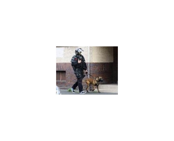 Botnita profesionala malinois mascul & femela ciobanesc german