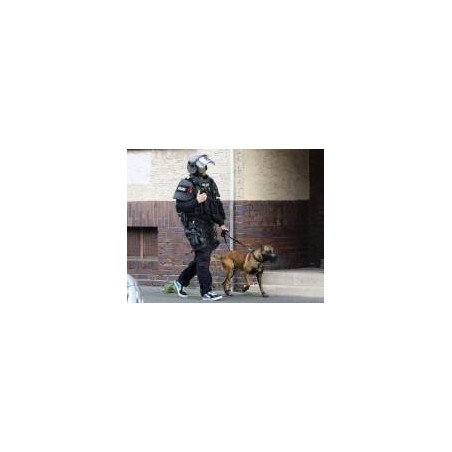 Botnita profesionala malinois mascul & femela ciobanesc german