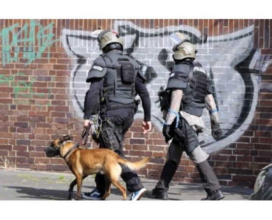 Botnita profesionala malinois mascul & femela ciobanesc german