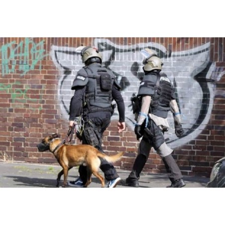 Botnita profesionala malinois mascul & femela ciobanesc german