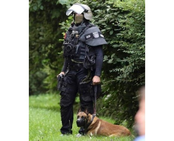 Botnita profesionala malinois mascul & femela ciobanesc german