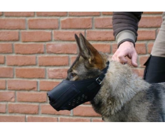 Botnita profesionala Malinois & Ciobanesc German