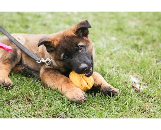 Minge expander material francez caini