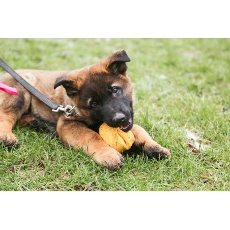 Minge expander material francez caini